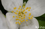 Mock Orange (Philadelphus)