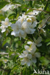 Mock Orange (Philadelphus)