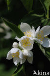 Mock Orange (Philadelphus)