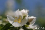 Mock Orange (Philadelphus)