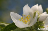 Mock Orange (Philadelphus)