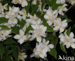 Mock Orange (Philadelphus)