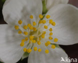 Mock Orange (Philadelphus)