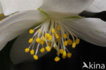 Mock Orange (Philadelphus)