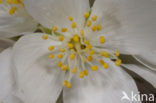 Mock Orange (Philadelphus)