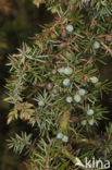 Jeneverbes (Juniperus communis)