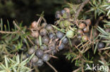 Jeneverbes (Juniperus communis)