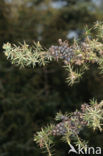 Jeneverbes (Juniperus communis)