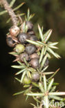 Jeneverbes (Juniperus communis)