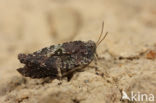 Kalkdoorntje (Tetrix tenuicornis)