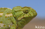 Chameleon (Chamaeleo)