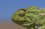 Chameleon (Chamaeleo)