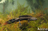 Kamsalamander (Triturus cristatus) 