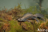 Kamsalamander (Triturus cristatus) 