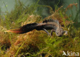 Great Crested Newt