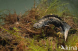 Great Crested Newt