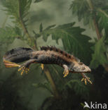 Kamsalamander (Triturus cristatus) 