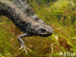 Great Crested Newt