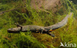 Kamsalamander (Triturus cristatus) 