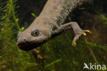 Kamsalamander (Triturus cristatus) 