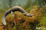 Great Crested Newt