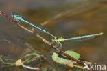 Damselfly (Erythromma lindenii)