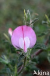 Kattendoorn (Ononis repens ssp. spinosa) 