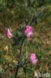 Kattendoorn (Ononis repens ssp. spinosa) 