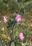 Kattendoorn (Ononis repens ssp. spinosa) 