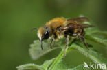 Osmia leaiana