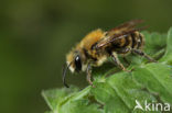 Kauwende metselbij (Osmia leaiana) 