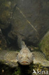 Bighead goby (Neogobius kessleri)