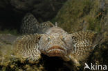 Bighead goby (Neogobius kessleri)