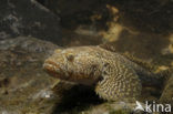 Bighead goby (Neogobius kessleri)