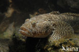 Bighead goby (Neogobius kessleri)