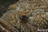 Bighead goby (Neogobius kessleri)