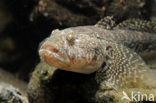 Bighead goby (Neogobius kessleri)