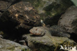 Bighead goby (Neogobius kessleri)