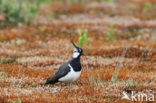 Lapwing (Vanellus vanellus)