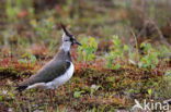 Kievit (Vanellus vanellus)