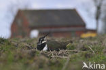 Lapwing (Vanellus vanellus)