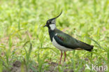 Lapwing (Vanellus vanellus)