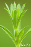 Cleavers (Galium aparine)