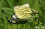 Klein geaderd witje (Pieris napi)