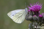 Klein geaderd witje (Pieris napi)