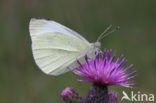 Klein koolwitje (Pieris rapae)