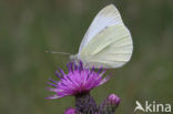 Klein koolwitje (Pieris rapae)