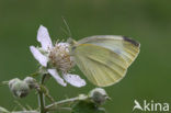 Klein koolwitje (Pieris rapae)