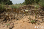 Klein tasjeskruid (Teesdalia nudicaulis)