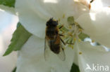 Kleine bijvlieg (Eristalis arbustorum)